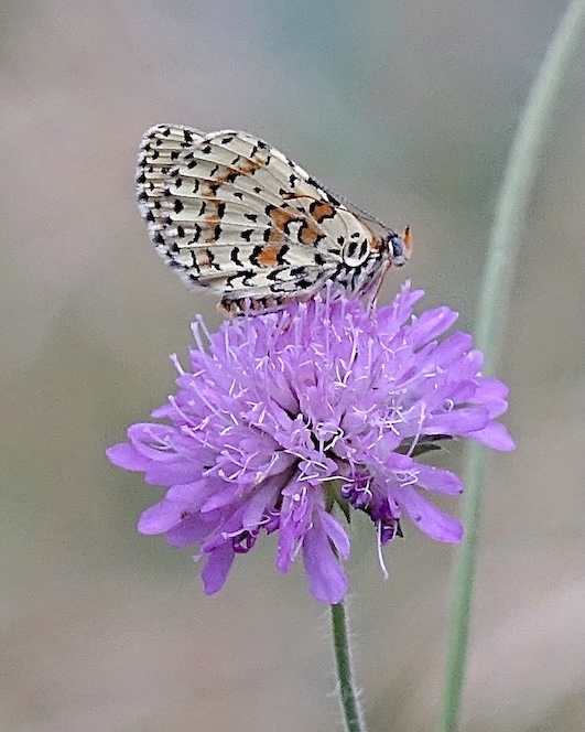 spotted fritillary